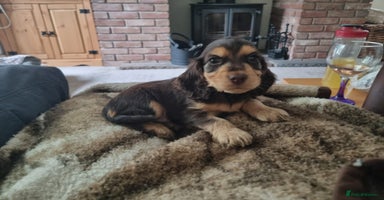 Cocker Spaniel dogs - Advert 5