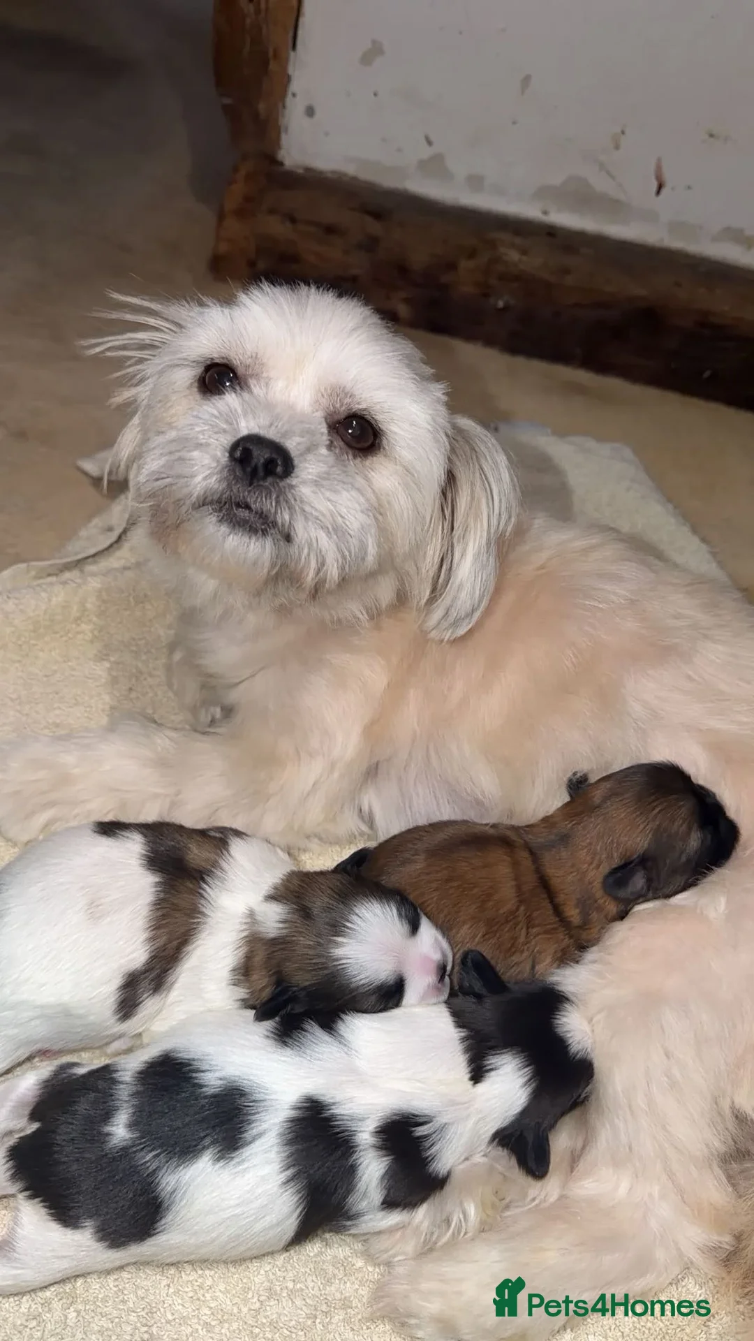 Shih Tzu dogs for sale: Shih Tzu puppies - Advert 20