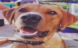 Labrador Retriever dogs for sale: Fox red Labrador  - Image 4
