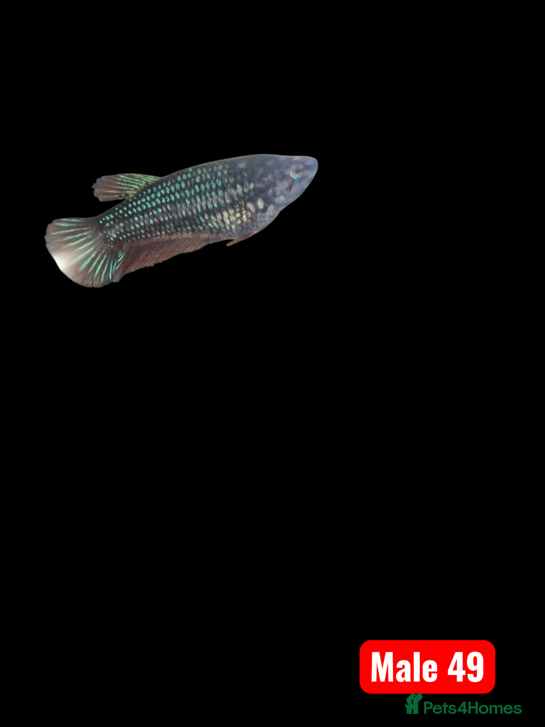 Bettas fish for sale: Betta fish - Advert 6