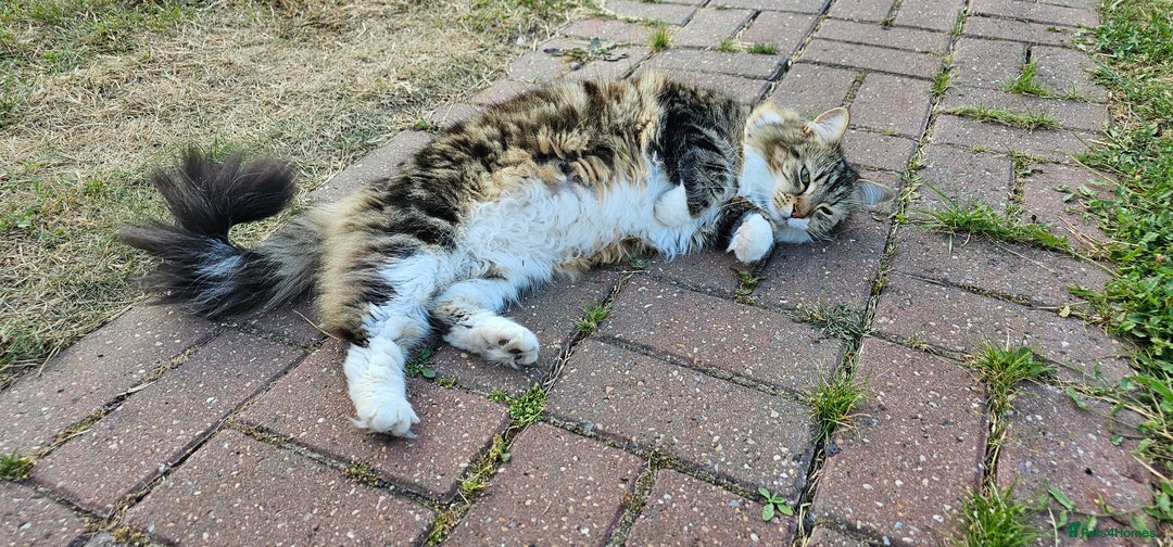 Mixed Breed cats for sale: Stunning girl looking for a loving home - Image 5