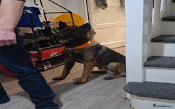 Belgian Shepherd Dog dogs for sale: Male  - Advert 11