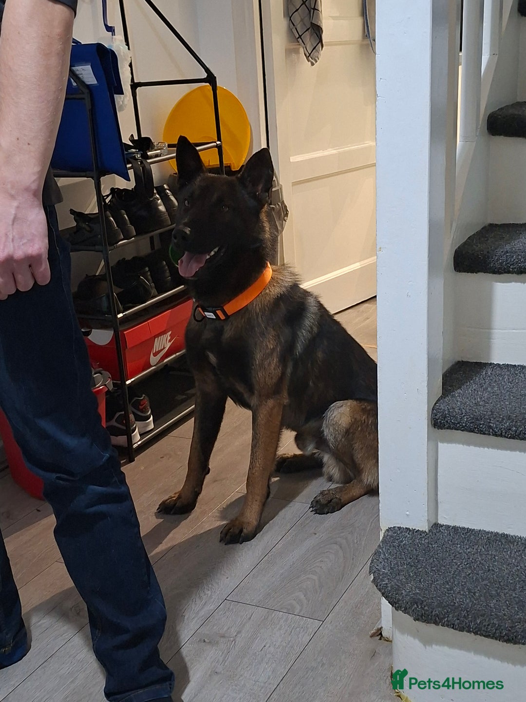 Belgian Shepherd Dog dogs for sale: Male  - Advert 11