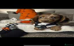 Miniature Dachshund dogs for sale: 🤍🐾 STUNNING DAPPLE BOY READY TO GO 🐾🤍 - Image 8