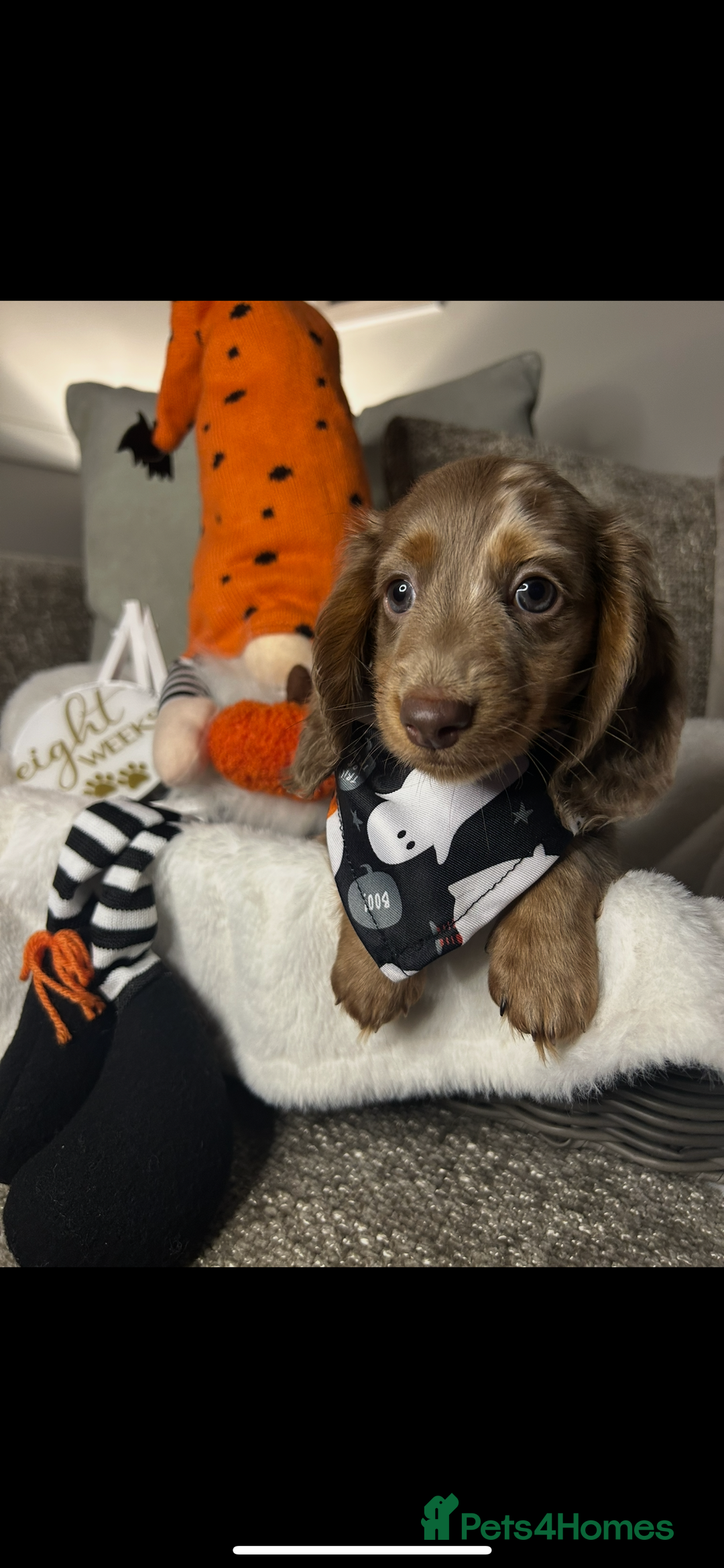 Miniature Dachshund dogs for sale: 🤍🐾 STUNNING DAPPLE BOY READY TO GO 🐾🤍 - Image 8