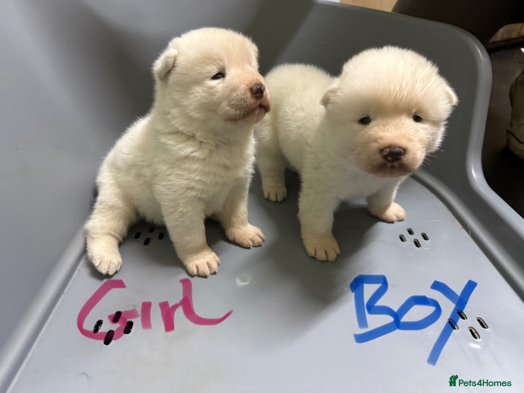 Akita dogs for sale: American Akita Puppies - Image 18