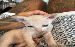 Sphynx cats for sale: Sphynx Kittens ready to go now! - Image 6