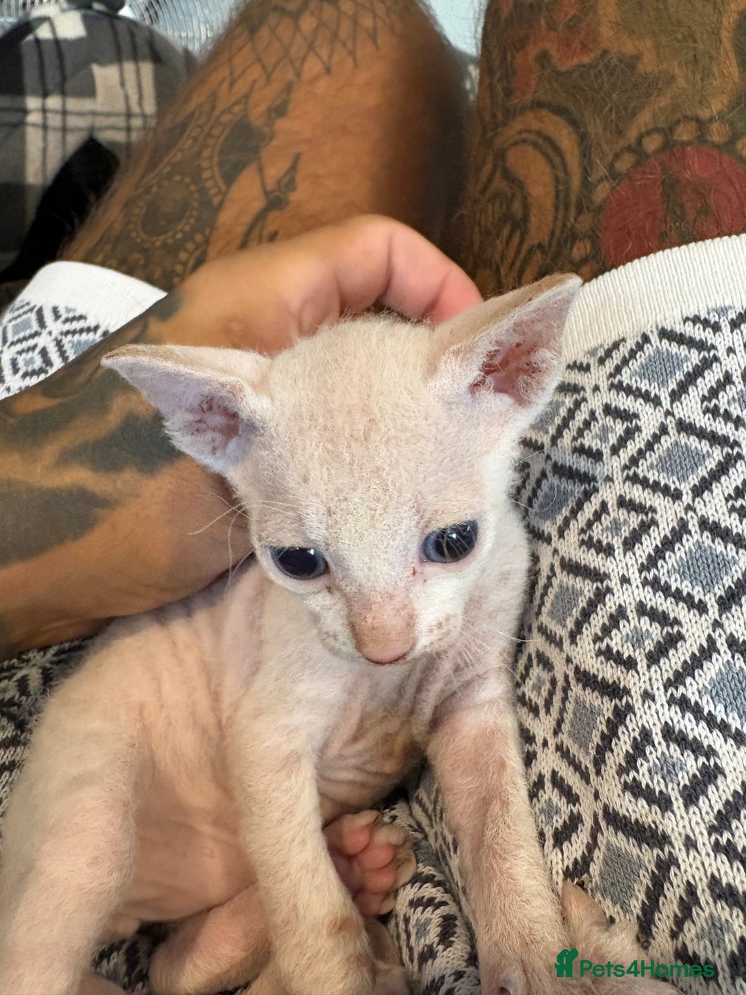 Sphynx cats for sale: Sphynx Kittens ready to go now! - Image 6