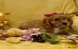 Cavalier King Charles Spaniel dogs for sale: 🐾Beautiful cavalier king Charles🐾  - Image 6