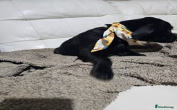 Labrador Retriever dogs for sale: 2boys / 4 girls  READY TODAY FOR FOREVER HOMES - Image 21