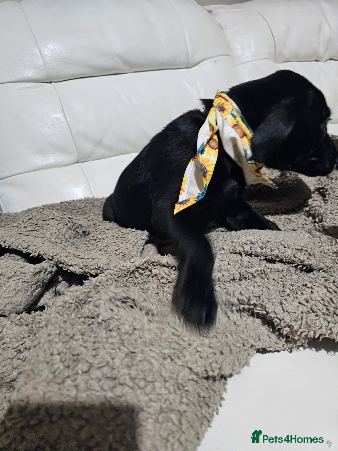 Labrador Retriever dogs for sale: 2boys / 4 girls  READY TODAY FOR FOREVER HOMES - Image 21
