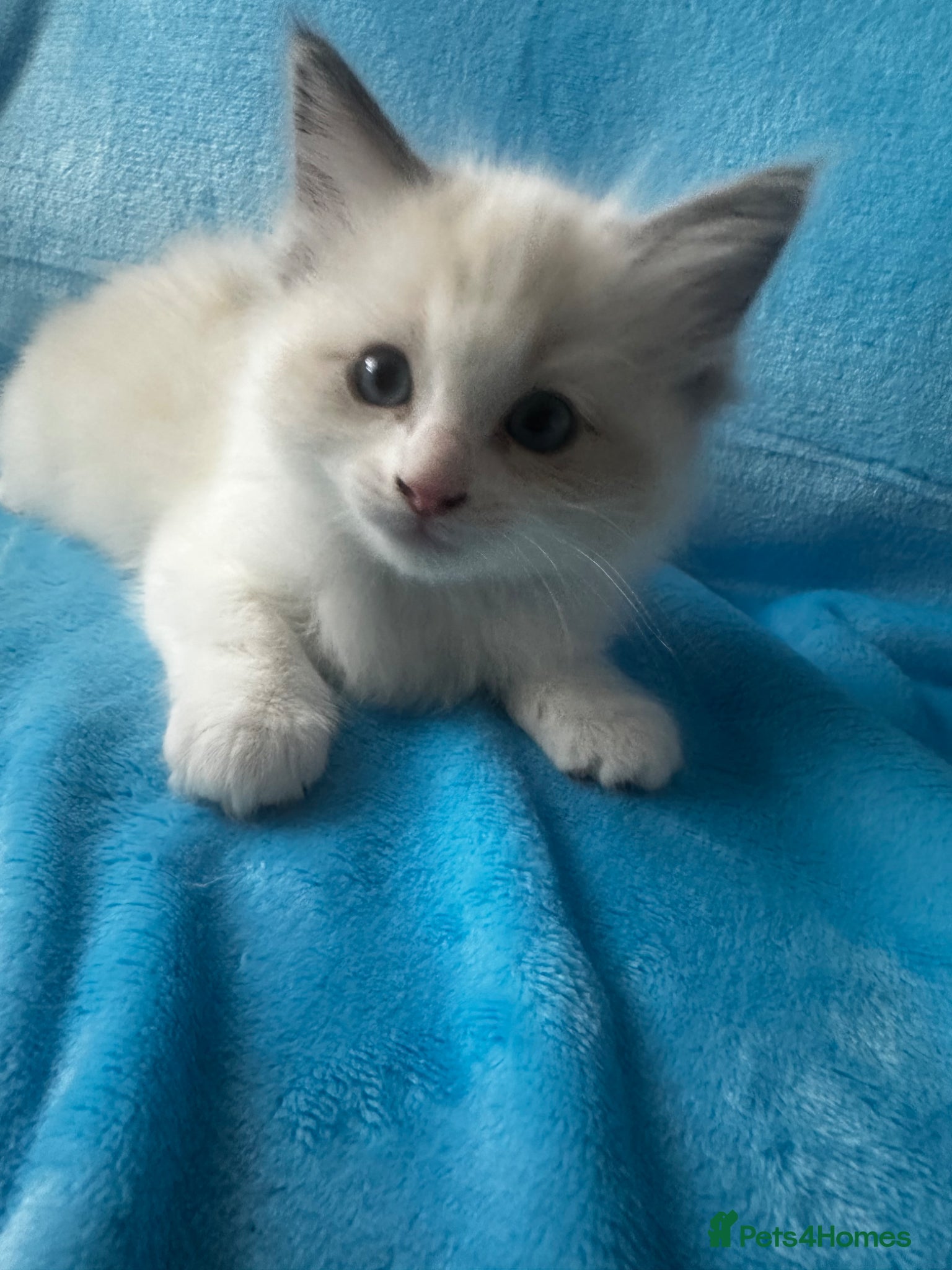 Ragdoll cats for sale: Beautiful Purebred Ragdoll Kittens - Advert 18