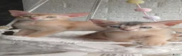 Abyssinian cats for sale: Beautiful Abyssinian Kittens  - Advert 4