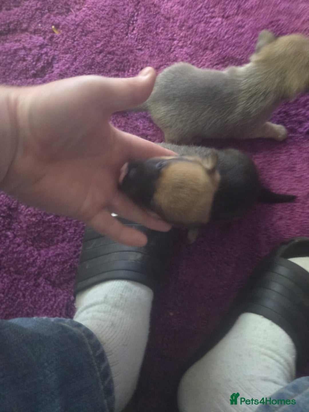 Pomchi dogs for sale: Hi for sale is my 2 beautiful pomchi puppies  - Advert 4