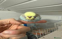 Budgerigars birds for sale: Budgies for sale - Image 3