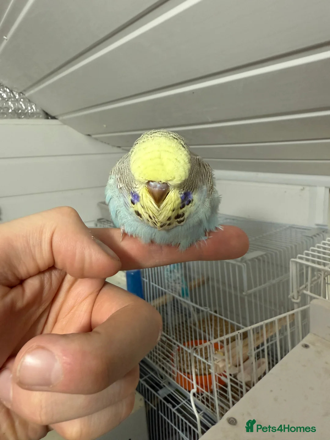 Budgerigars birds for sale: Budgies for sale - Advert 4