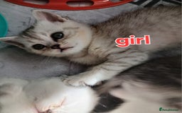 British Shorthair cats for sale: Slodziaki - Image 4