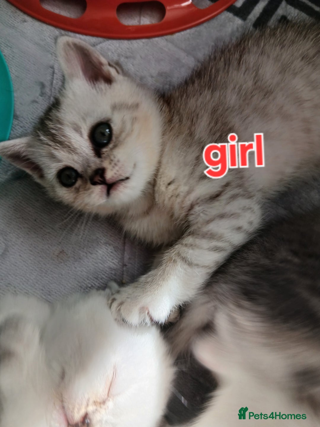 British Shorthair cats for sale: Slodziaki - Image 4