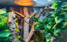 Gecko reptiles for sale: X2 Gold Dust Gecko & Full Set Up  - Advert 3