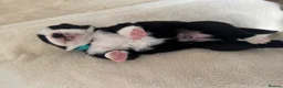 Mixed Breed dogs for sale: 5 Beautiful Bordernese Puppies  - Advert 18