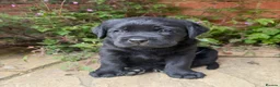 Labrador Retriever dogs for sale: Chunky Show Type Black Boy Labrador Puppy - Advert 11