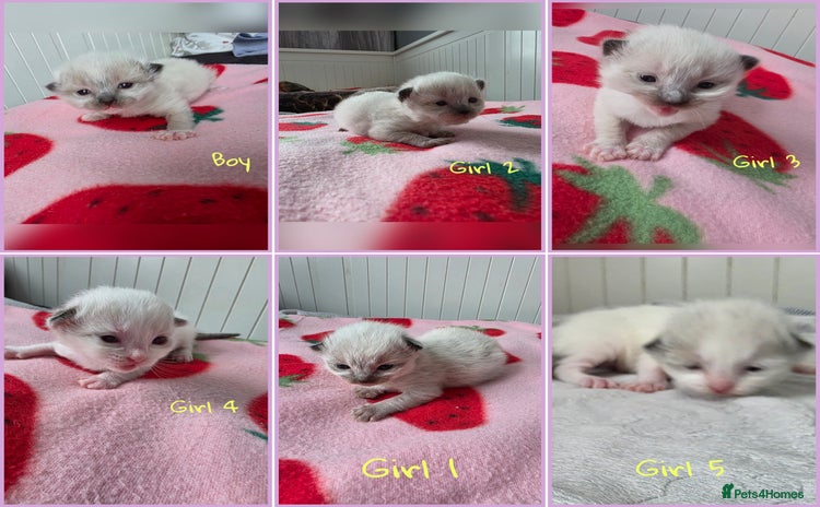 Ragdoll cats - Advert 3