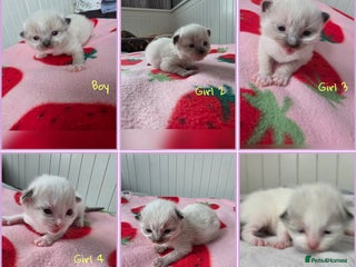 Ragdoll cats - Advert 6