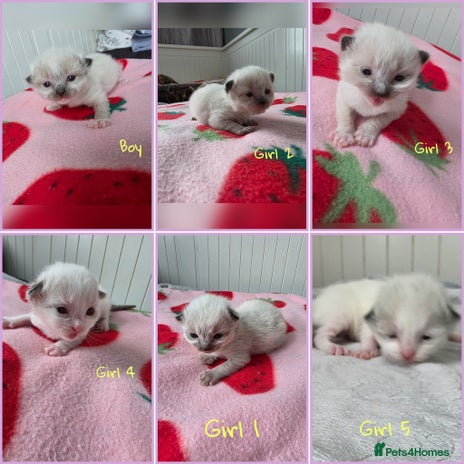 Ragdoll cats - Advert 3