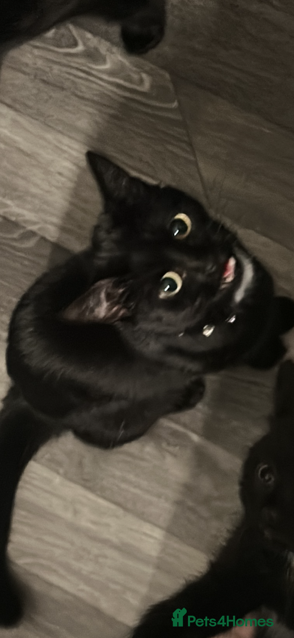 Mixed Breed cats 8 week old kittens  - Advert 4