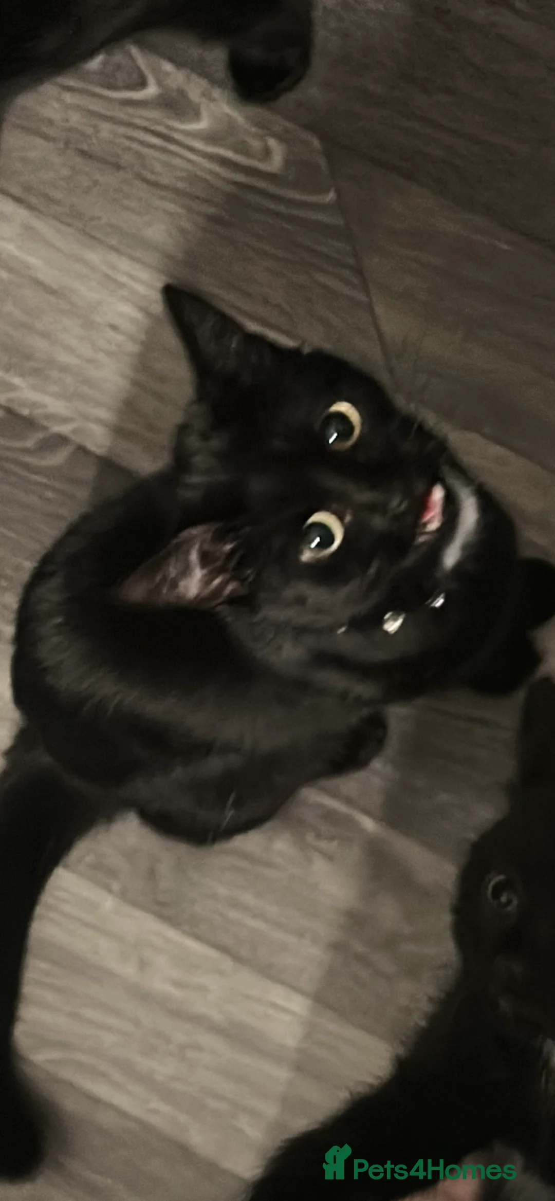 Mixed Breed cats for sale: 8 week old kittens  in Belfast - Advert 1