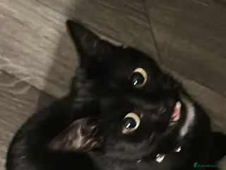 Mixed Breed cats 8 week old kittens - Advert 4