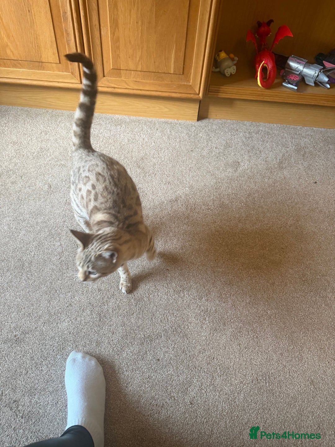 Bengal cats for sale: Tics active mink carrier of blue female  - Advert 2