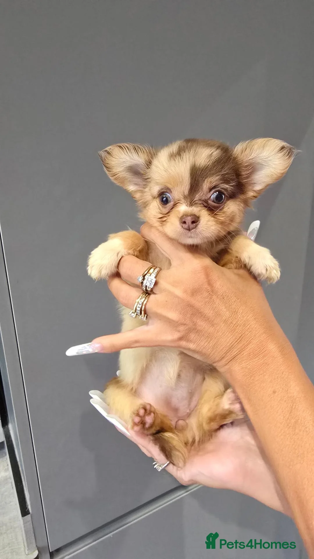 Chihuahua dogs for sale: Chihuahua puppies Russian ancesry with apple head  - Advert 2