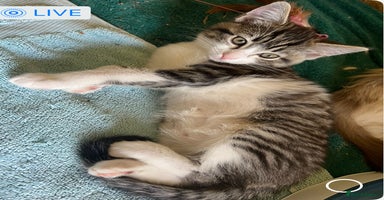 Ragdoll cats - Advert 2