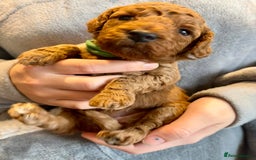 Cockapoo dogs for sale: Stunning Fox Red F1B Cockapoos Outstanding Quality - Image 4