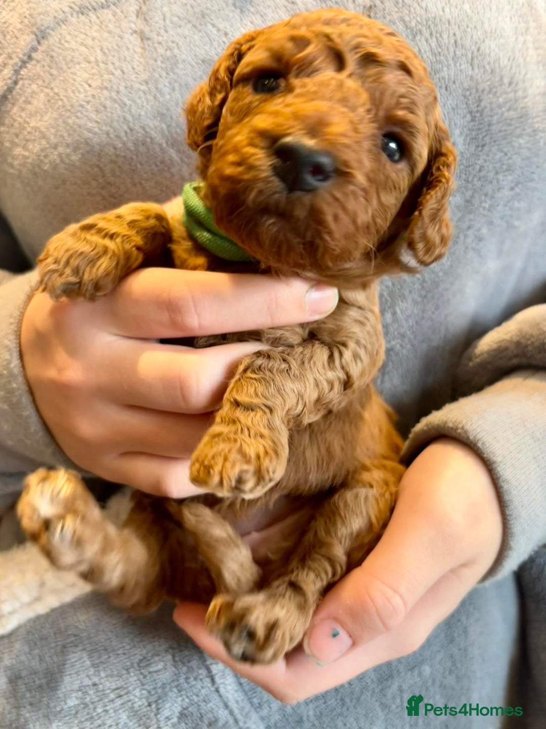 Cockapoo dogs for sale: Stunning Fox Red F1B Cockapoos Outstanding Quality - Image 4