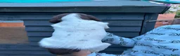 English Springer Spaniel dogs for sale: Kc reg working English springer spaniels  - Advert 9