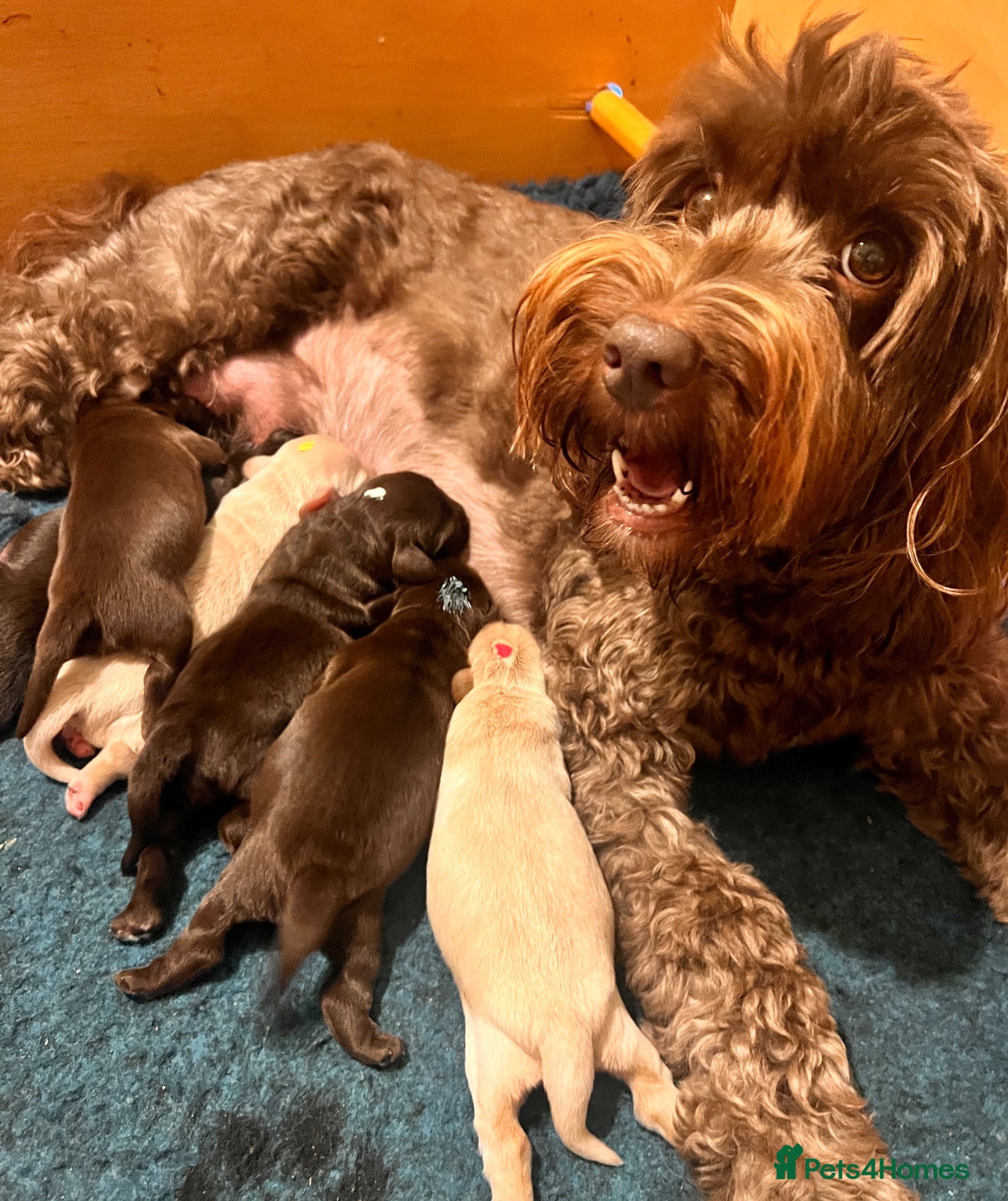 Australian Labradoodle dogs     🐾 Adorable Australian Labradoodle Puppies  - Advert 1
