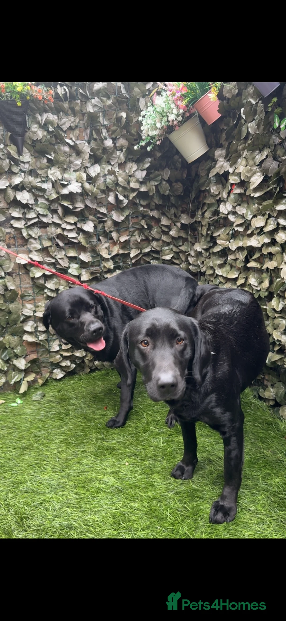 Labrador Retriever dogs for sale: Labrador retriever  - Advert 5