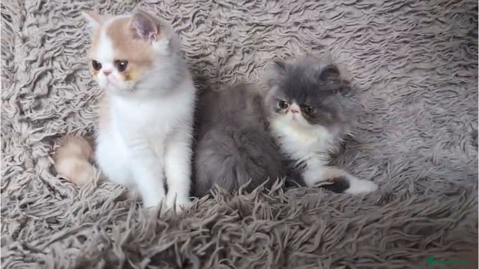 Persian cats Persian Kittens - Advert 2