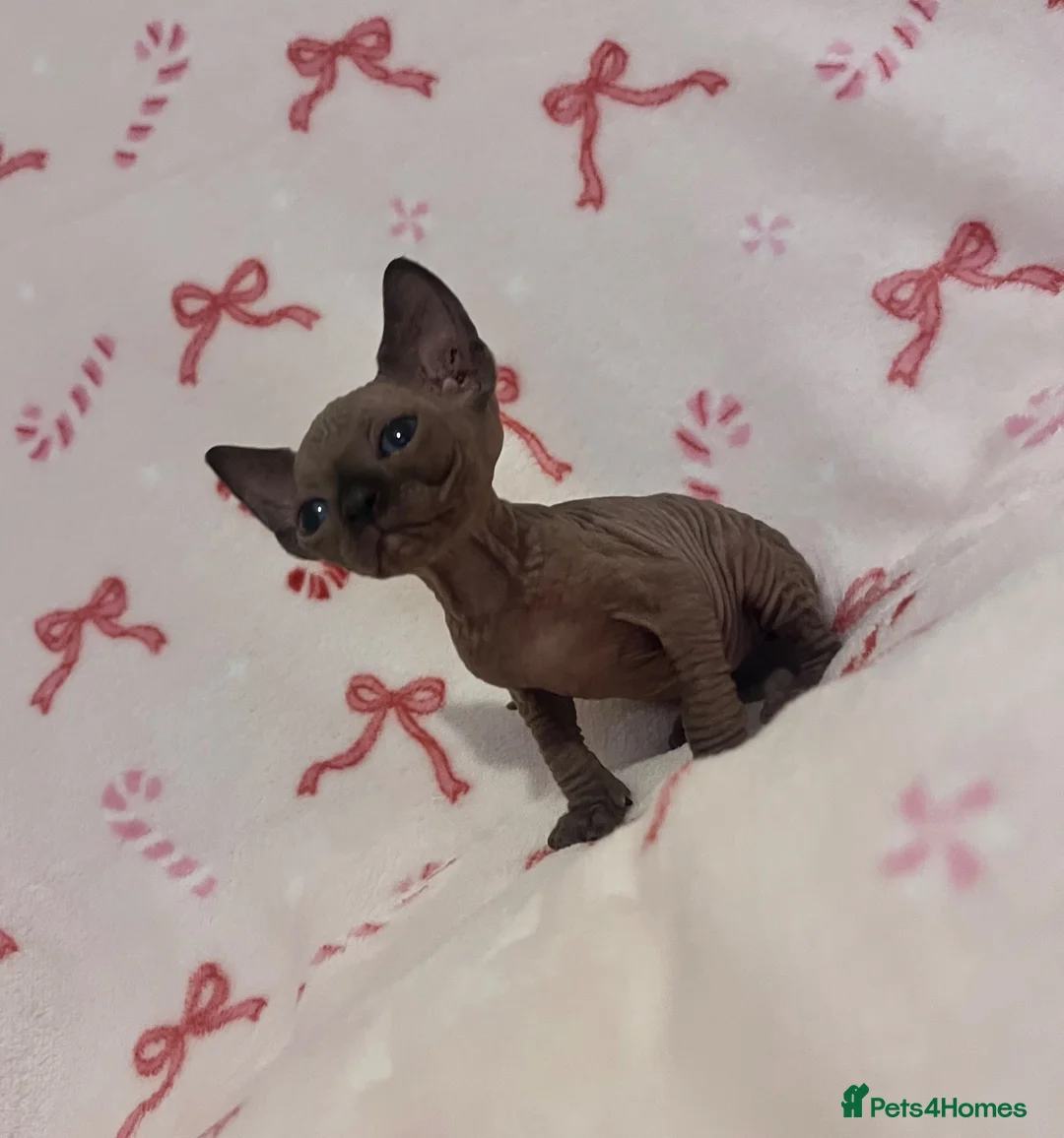 Sphynx cats for sale: (LAST 2) Sphynx Kittens - Advert 2