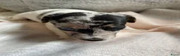 Jack Russell dogs for sale: Much Wenlock Rare Colour Jack Russell Pups Merle - Advert 37