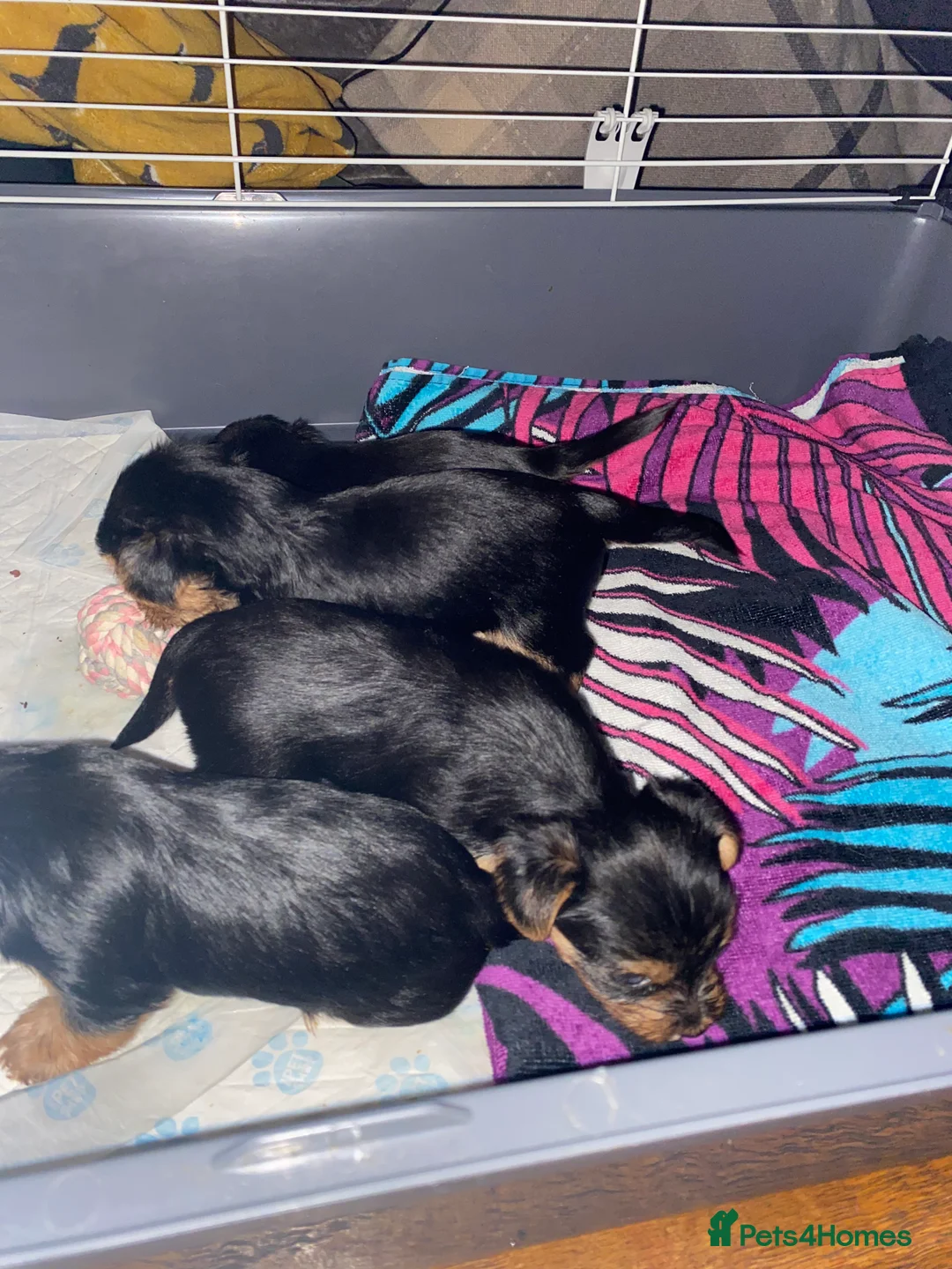 Yorkshire Terrier dogs for sale: 4 Stunning Minature Yorkshire terriers for sale  - Advert 19