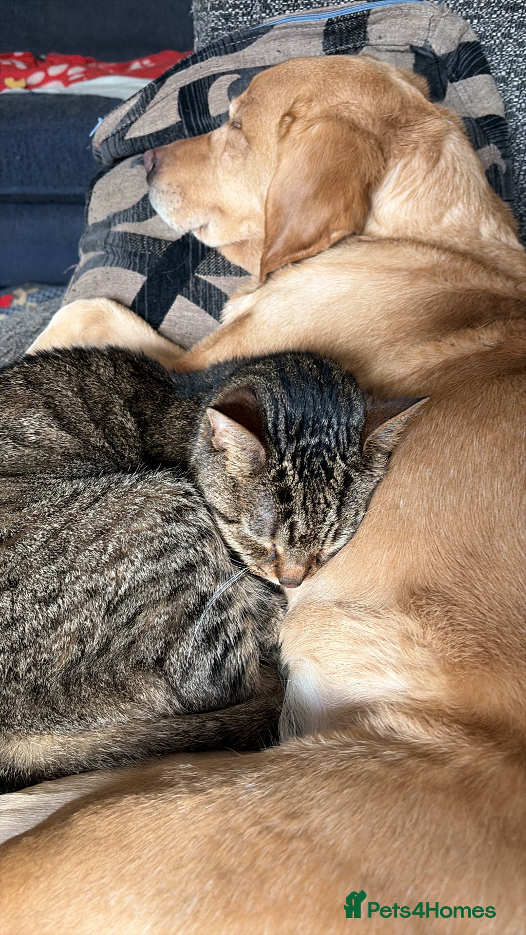 Domestic Shorthair cats for sale: Beautiful tabby domestic cat for sale - Advert 3