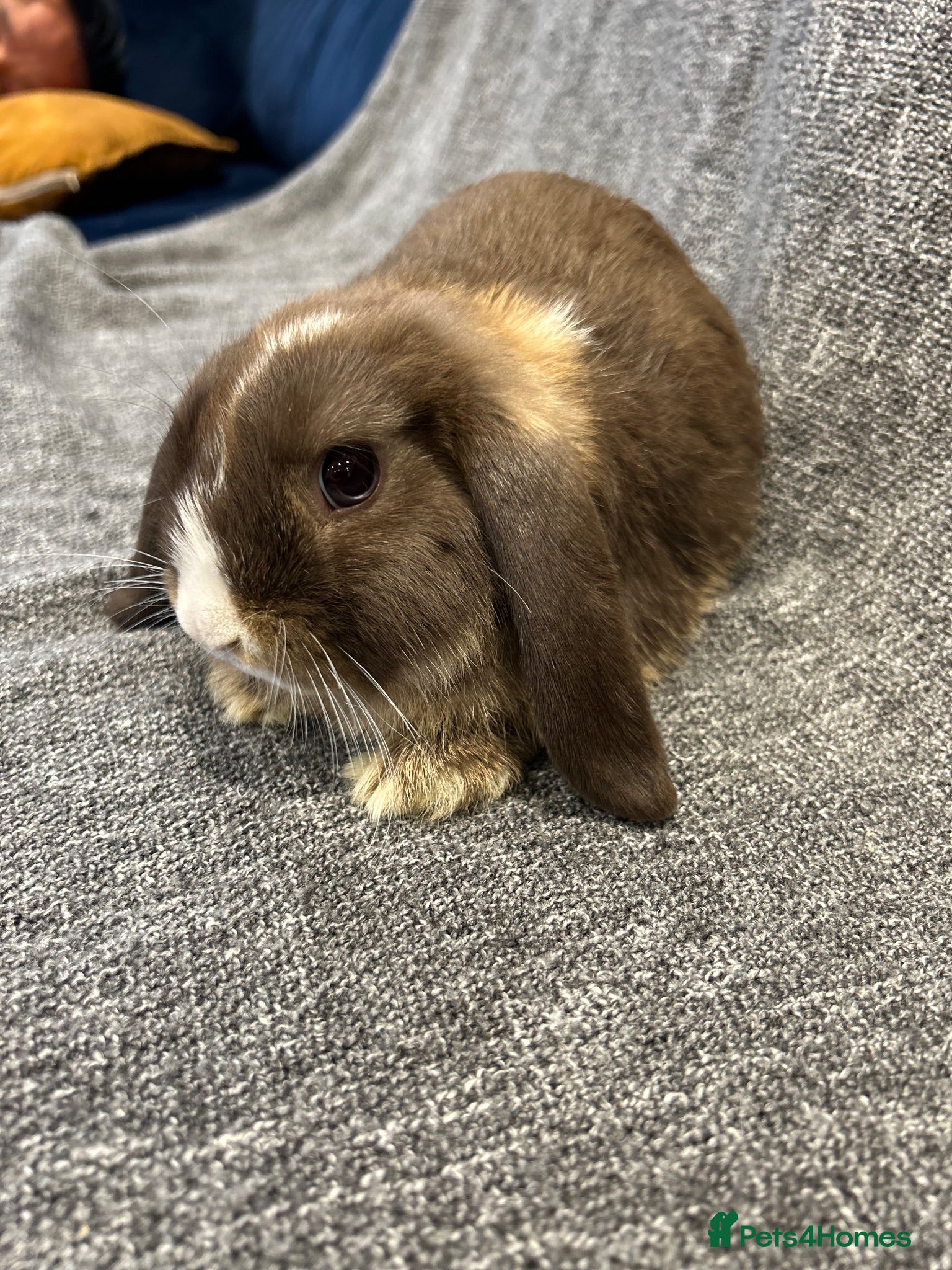 Mini Lop rabbits 🐰Last 1 left. Gorgeous mini lop available🐰 - Advert 2