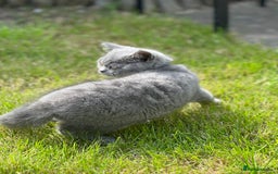 British Shorthair cats for sale: British shorthair  - Image 11
