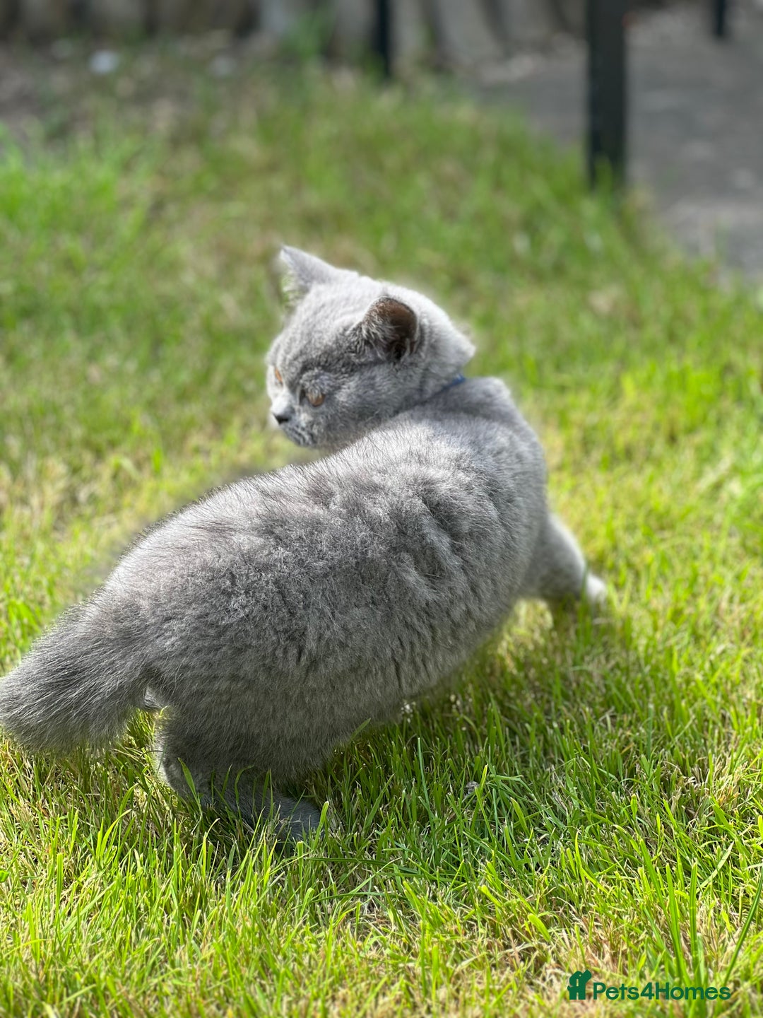 British Shorthair cats for sale: British shorthair  - Image 11