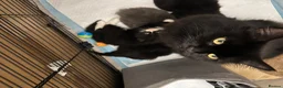 Mixed Breed cats for sale: Gorgeous British Shorthair Mix Kittens  - Advert 2