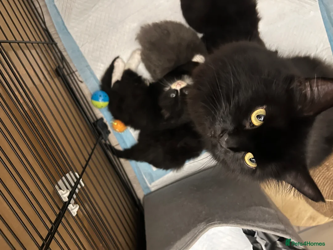 Mixed Breed cats for sale: Gorgeous British Shorthair Mix Kittens  - Advert 2