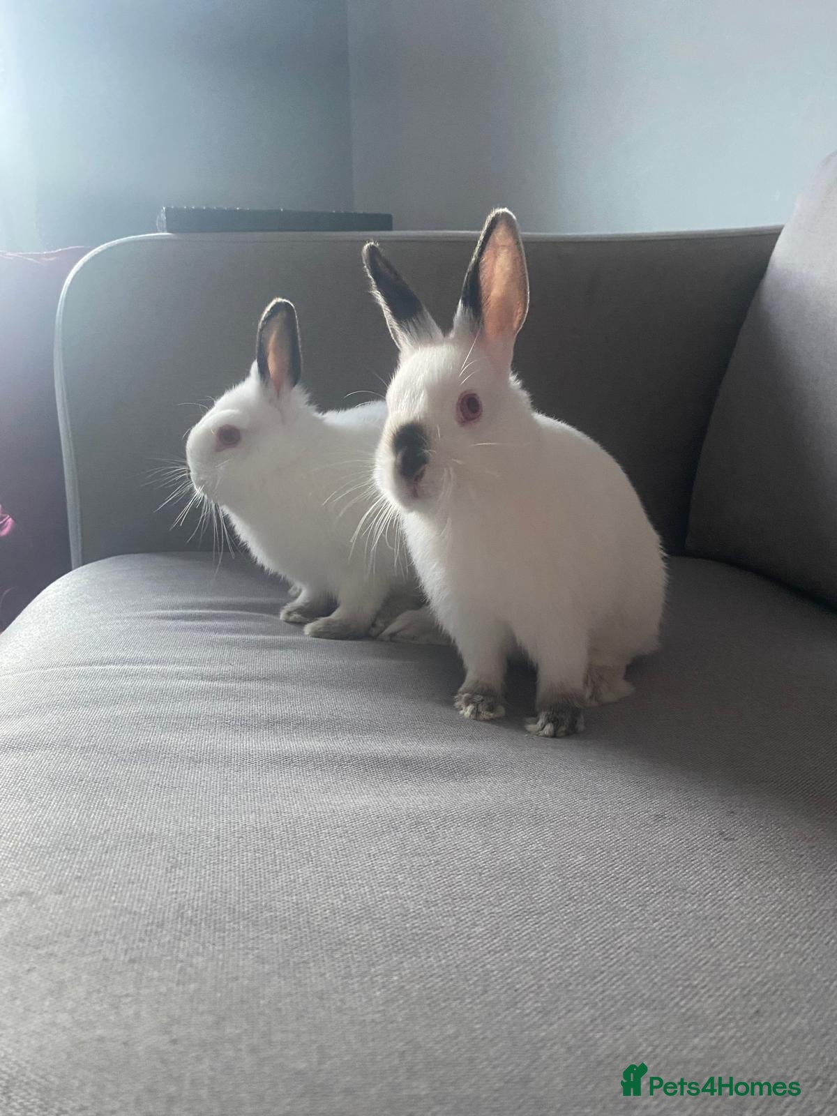 Netherland Dwarf rabbits 2 Netherlands dwarf bunnies for sale - Advert 17